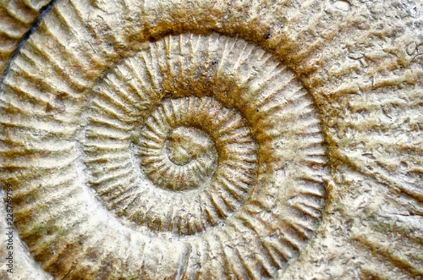Obraz Fossil Ammonite Closeup