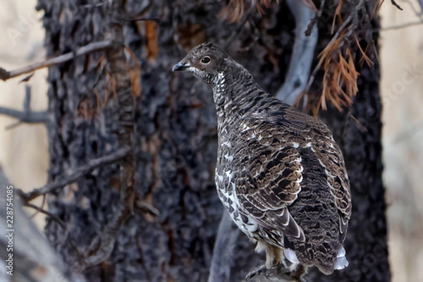 Fototapeta Blue Grouse