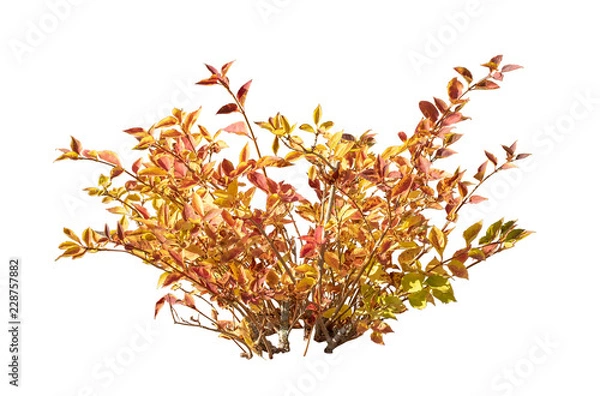 Obraz A small bush on a white background.