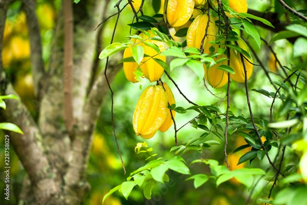 Obraz Star fruit ( carambola ) hanging on a tree