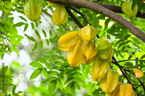 Obraz Star fruit ( carambola ) hanging on a tree