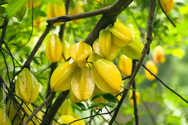 Obraz Star fruit ( carambola ) hanging on a tree