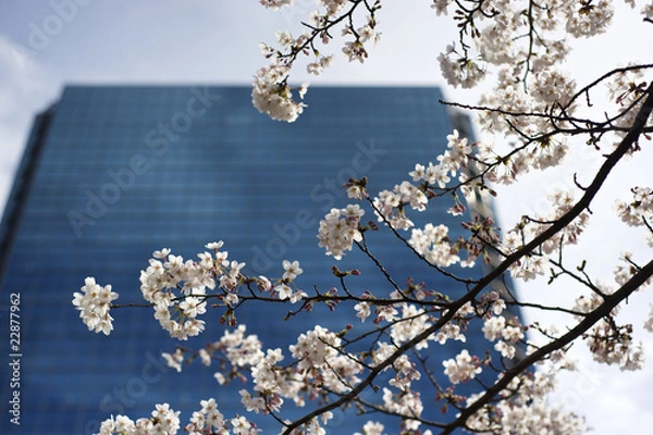 Fototapeta Cherry blossom in front of a business building in Tokyo, Japan