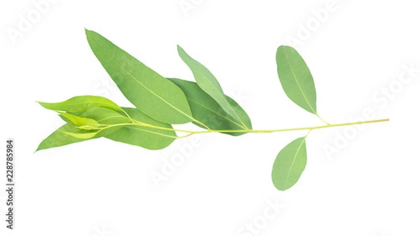 Obraz eucalyptus isolated on gray background with clipping path
