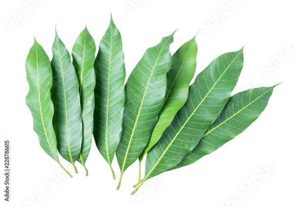 Obraz Green leaves of mango isolated on gray background, clipping path.