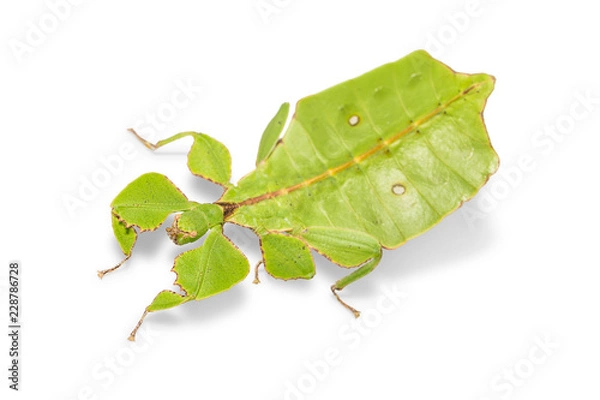 Obraz Female leaf insect (Phyllium ericoriai)