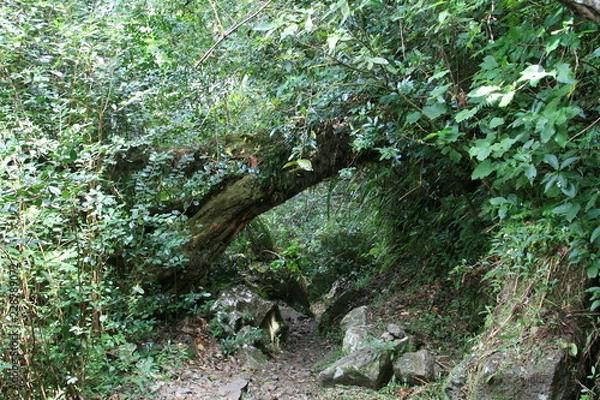 Fototapeta chemin randonnée