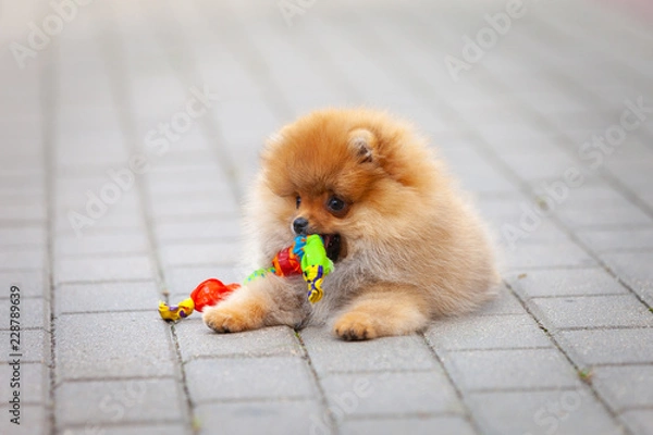 Fototapeta beautiful puppy of a German spitz playing with a ball lying on a paving stone
