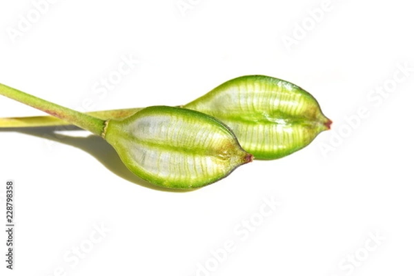 Fototapeta Kapsułka nasion zielone paski z dzikiego tulipana Tulipa tarda na białym tle