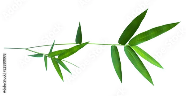 Fototapeta bamboo isolated on gray background with clipping path