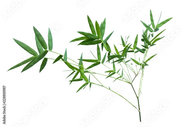 Obraz bamboo isolated on gray background with clipping path