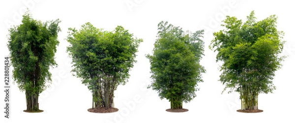 Fototapeta collection bamboo tree isolated on white background with clipping path