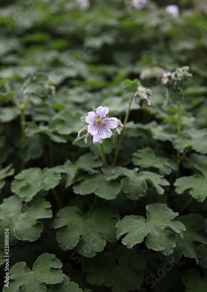 Obraz Storchenschnabel