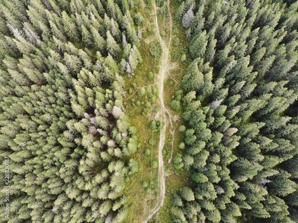 Obraz Waldluftaufnahme