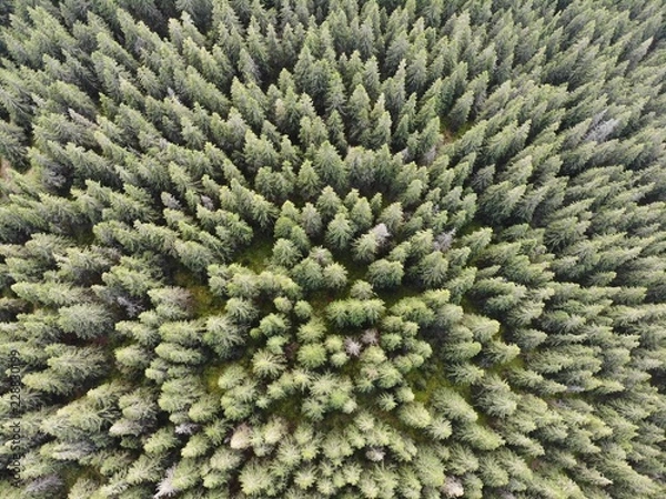 Obraz Waldluftaufnahme