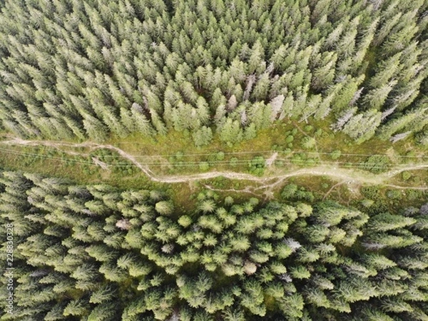 Obraz Waldluftaufnahme