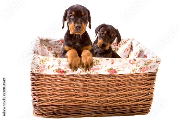 Obraz Two Dobermann Pups looking cute in a basekt