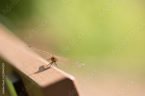 Obraz ベンチにとまったトンボ