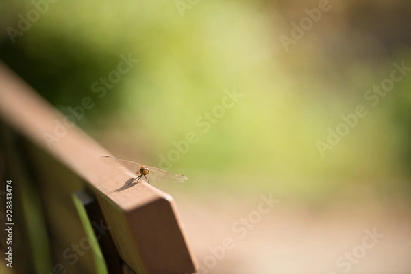 Obraz ベンチにとまったトンボ