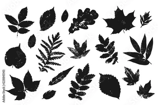 Fototapeta Hand drawn leaves elements set. Autumn leaf shape background