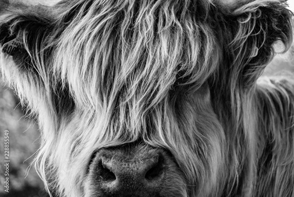 Obraz Long-haired cow looking towards the viewer