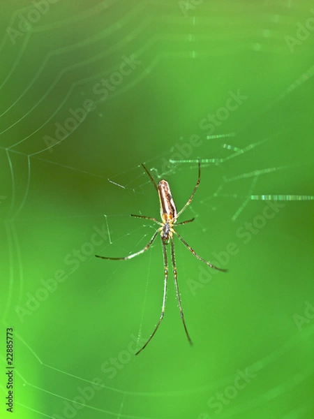 Obraz Spinne im Netz