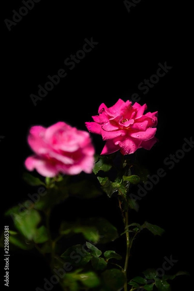 Obraz Beautiful Red Rose