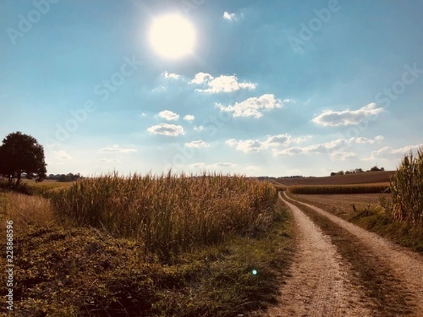 Fototapeta Memories of a beautiful summer.