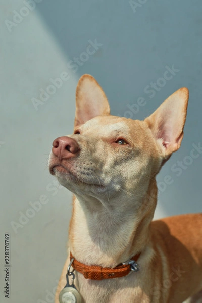 Obraz dog facing the window