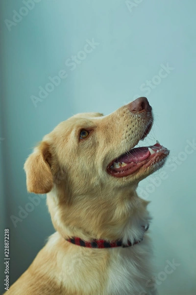 Obraz dog portrait