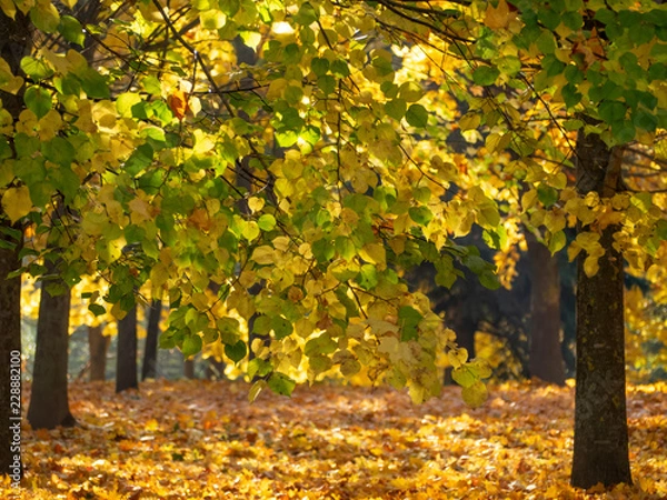 Obraz OLYMPUS DIGITAL CAMERA