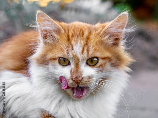 Obraz OLYMPUS DIGITAL CAMERA