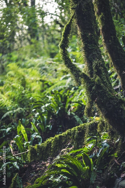 Fototapeta tree in the forest