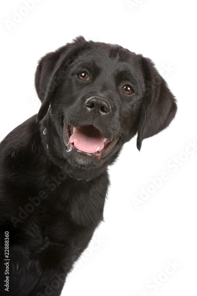 Obraz Czarny Labrador Retriever Puppy na białym tle