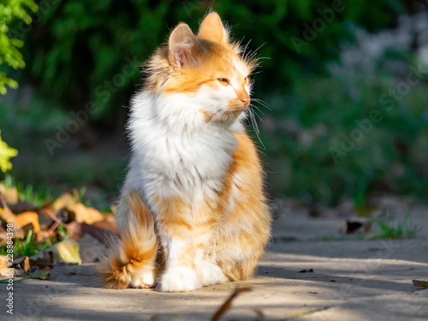 Obraz OLYMPUS DIGITAL CAMERA