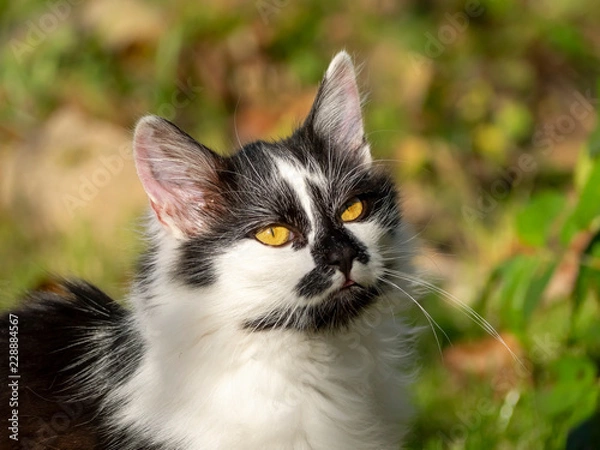 Obraz OLYMPUS DIGITAL CAMERA