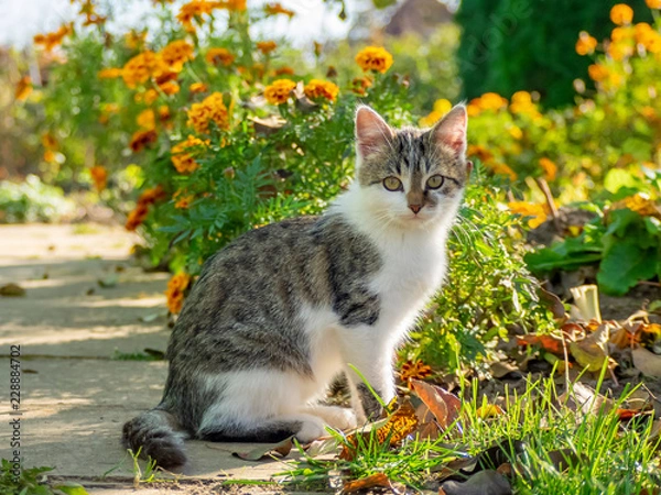 Obraz OLYMPUS DIGITAL CAMERA