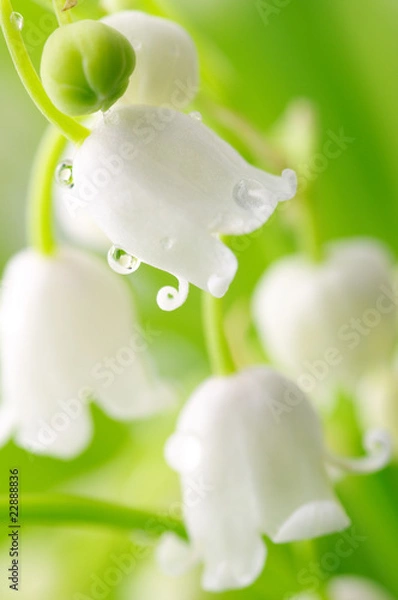 Fototapeta Lily of the valley