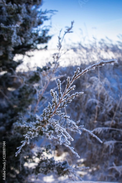 Obraz Winter Frost