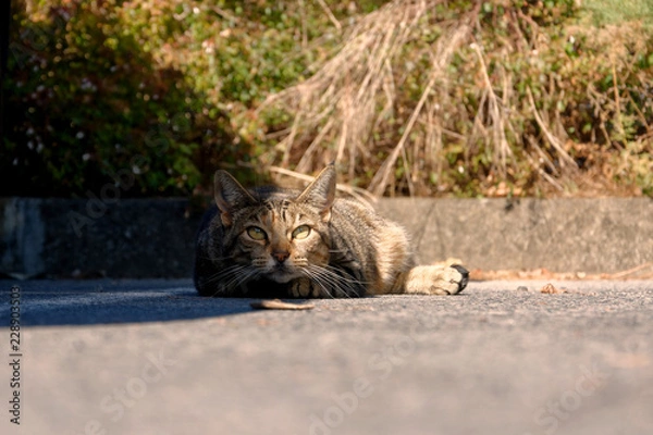 Fototapeta Kot na parkingu