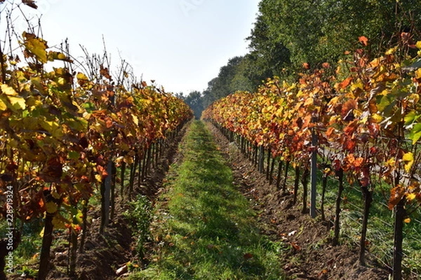 Fototapeta Weinberge