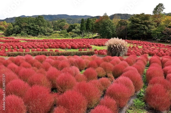 Obraz コキアの群生