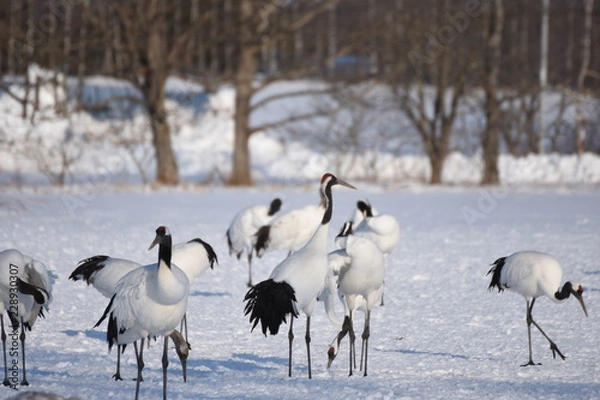 Fototapeta 丹頂鶴