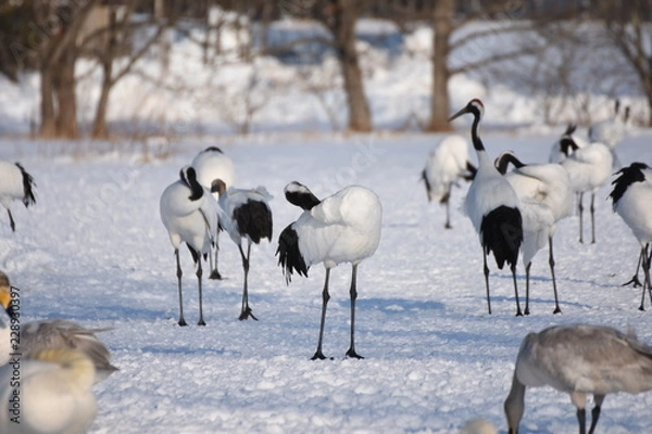 Fototapeta 丹頂鶴