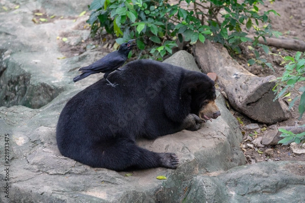 Obraz BEAR AND THE CROW