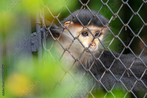Obraz MONKEY IN THE CAGE