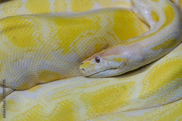 Obraz GOLDEN PYTHON