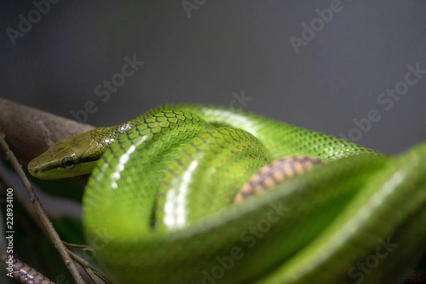 Obraz GREEN SNAKE