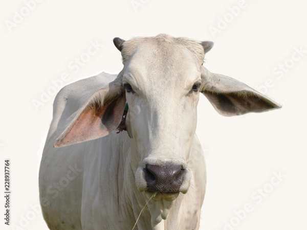 Obraz Cow on white background, focus at face,