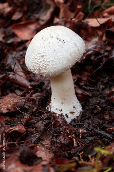 Obraz toadstool mushroom